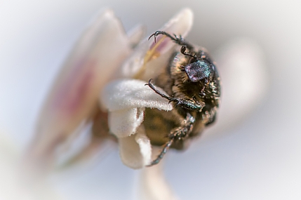 animals Insects Nature Flowers