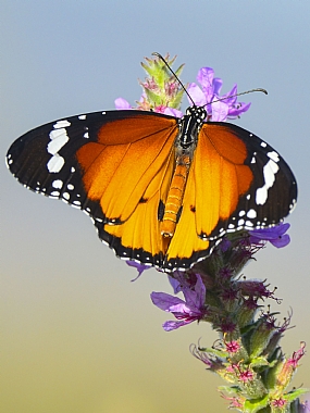 animals Butterflies Nature Flowers Plants Israel North Israel