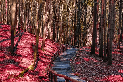 Nature landscape Trees Plants Land