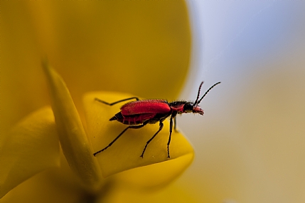 animals Insects Nature Flowers Plants