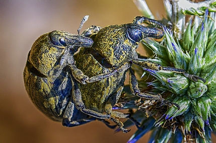 Photography Technics macro animals Insects Nature Plants Israel North Israel