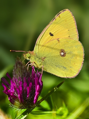 animals Butterflies Nature Flowers Israel North Israel