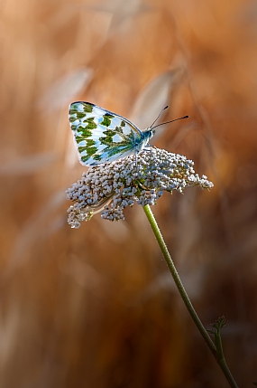 animals Butterflies Nature Flowers Plants Land