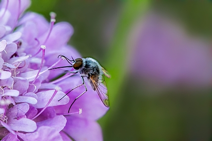 animals Insects Nature Flowers