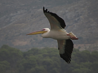 Photo by: gady leiba
