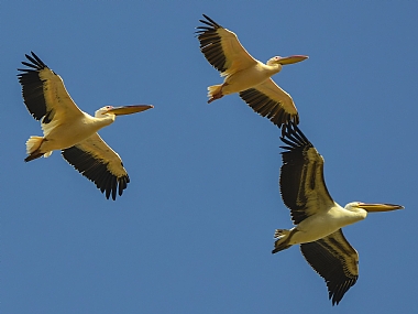 animals Birds Israel North Israel