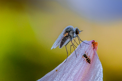animals Insects Nature Flowers Parks & Gardens