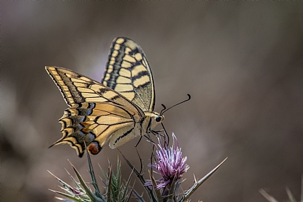 Photo by: Ofer Gilboa