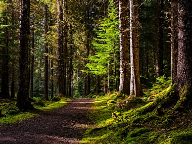 Nature landscape Trees World & Travel England