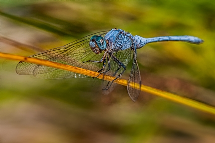 animals Insects Nature Plants