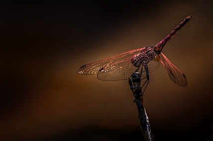 animals Insects Nature