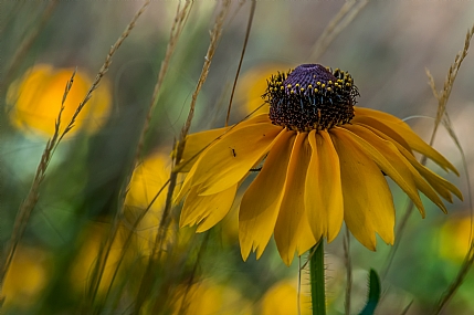 Nature Flowers Parks & Gardens