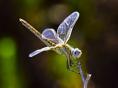 Photography Technics macro animals Insects Israel North Israel
