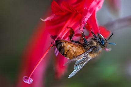 animals Insects Nature Flowers