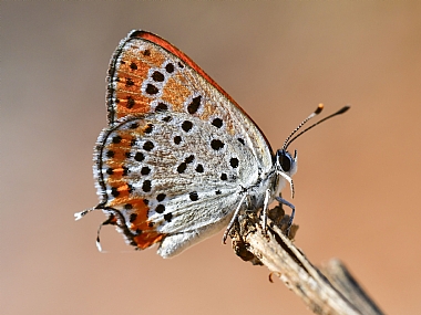 Photography Technics macro animals Butterflies Insects Israel North Israel