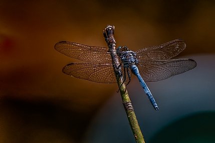 animals Insects Nature Parks & Gardens