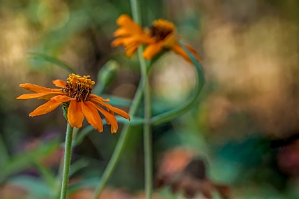 Nature Flowers Parks & Gardens