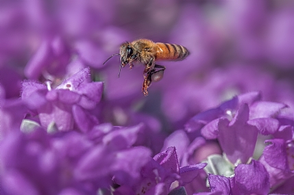 animals Bees Nature Flowers Parks & Gardens