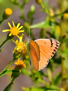 Photography Technics macro animals Butterflies Nature Flowers Israel North Israel