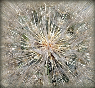 Photography Technics Abstract Nature Flowers Plants