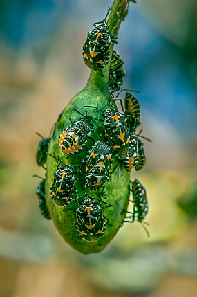 animals Insects Nature Plants