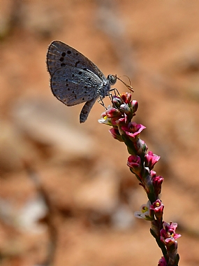 animals Butterflies Insects Nature Flowers Plants Israel North Israel