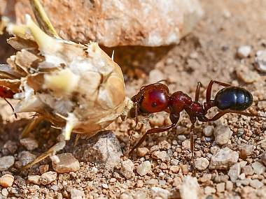 Photography Technics macro animals Insects Israel North Israel