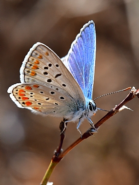 Photography Technics macro animals Butterflies Insects Israel North Israel
