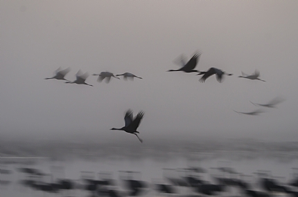animals Poultry Nature Lakes & Rivers Israel North Israel