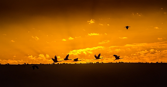 animals Poultry Nature Sunrises