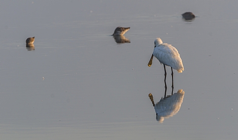 animals Birds Poultry Nature Lakes & Rivers