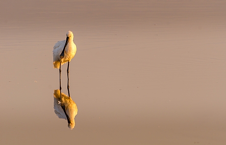 animals Birds Poultry Nature Lakes & Rivers