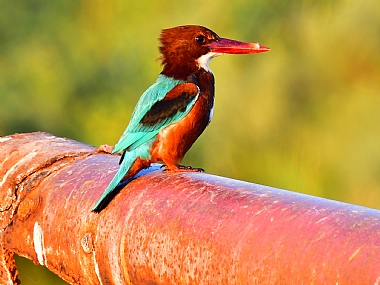 animals Birds Israel North Israel