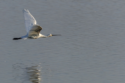 animals Birds Poultry Nature Lakes & Rivers