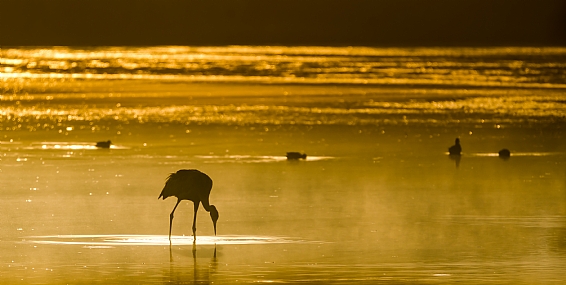 animals Birds Poultry Nature Lakes & Rivers Israel North Israel