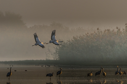 animals Birds Poultry Nature Lakes & Rivers Israel North Israel