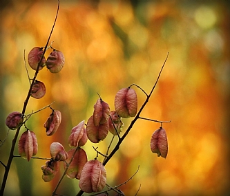 Nature Trees Flowers Plants