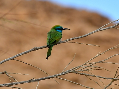 animals Birds Nature Desert Israel south of Israel