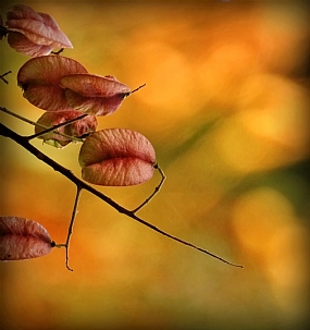 Nature Trees Flowers Plants