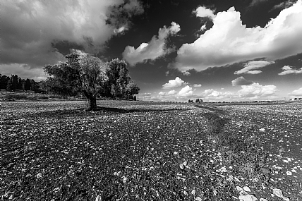 Photo by:  