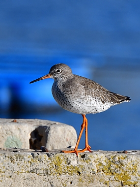 animals Birds Israel North Israel