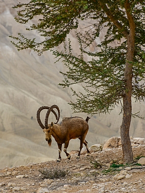 animals Mammals Nature Trees Desert Israel south of Israel