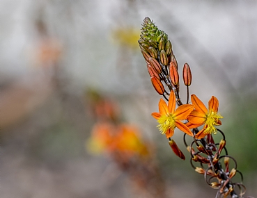 Nature Flowers Plants