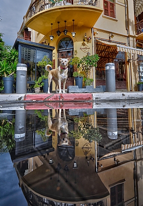 animals Dogs Israel Tel Aviv Central Israel