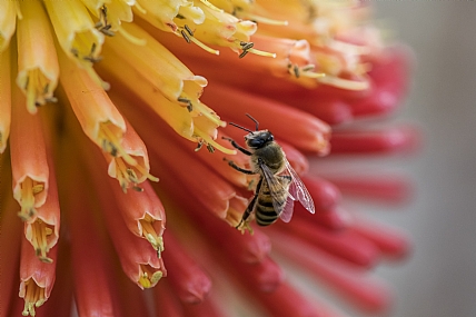 animals Bees Nature Flowers