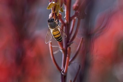 Photography Technics macro animals Bees Nature Flowers