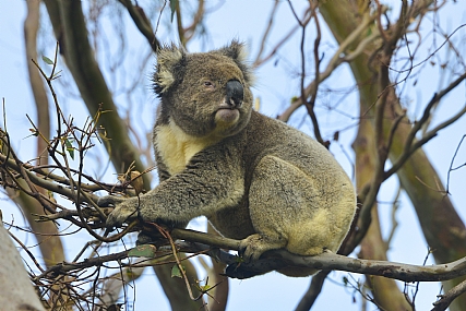 animals Mammals World & Travel Australia