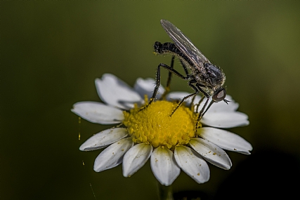 animals Insects Nature Flowers