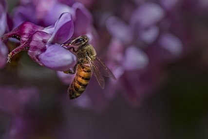 animals Bees Nature Flowers