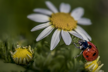 animals Insects Nature Flowers